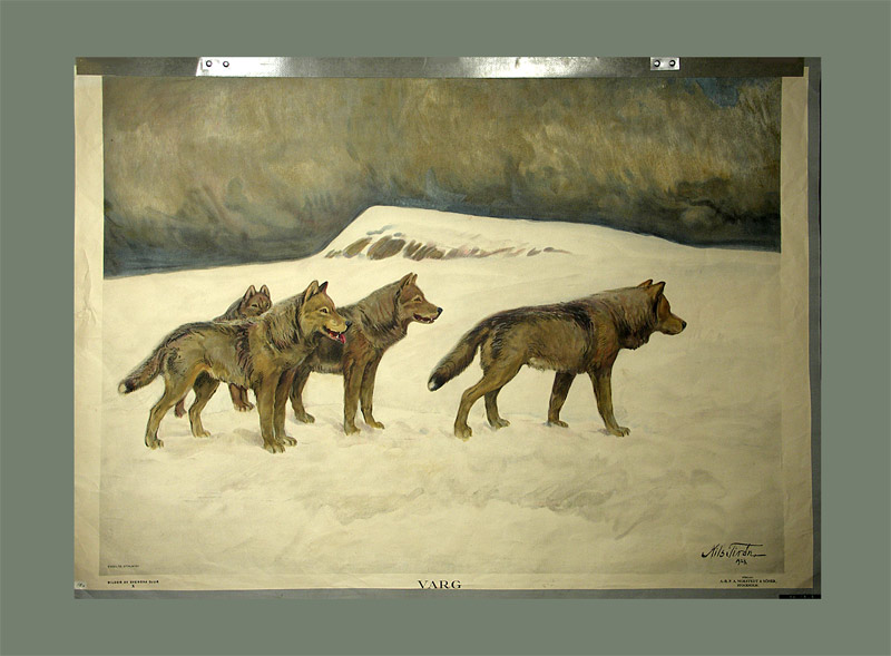 Tirén, Nils (1885-1935): Schwedischer Tiermaler. - Wölfe.