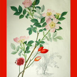 Seitz, Marta. (1915-2001): - Heckenrose - L'églantine - Rosa canina - Hedge-rose.