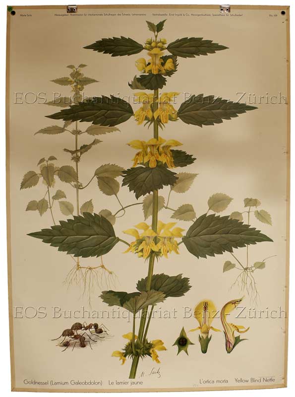 Seitz, Marta: - Goldnessel - Lamium Galeobdolon - Le lamier jaune - L'ortica morta - Yellow blind nettle.