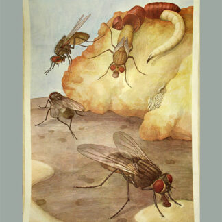 Seitz, Marta. - Stubenfliege, Mouche Domestique, Mosca Domestica, The Common Fly