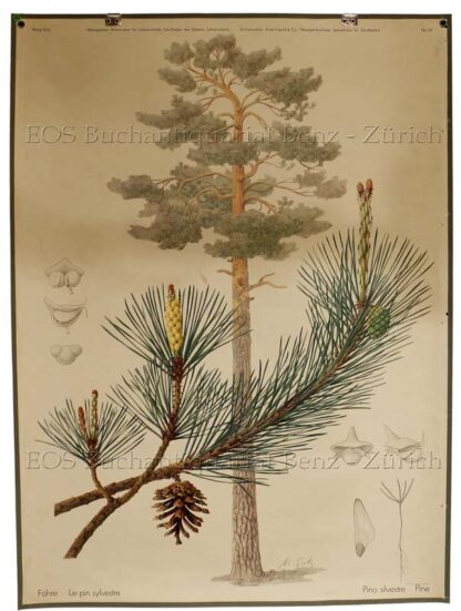 Seitz, Marta: - Föhre - Le pin sylvestre - Pino silvestre - Pine.