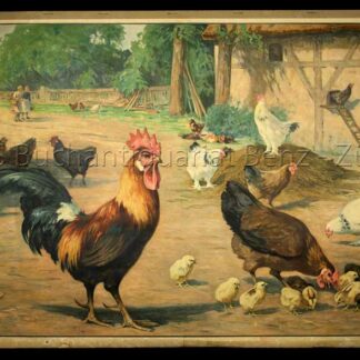 - Hühnerhof - Szene auf dem Bauernhof mit Hennen, Kücken und Hühnern.